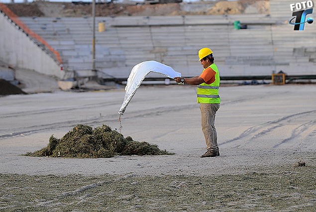 El operario retira de las bolsas los estolones que llegaron desde el Complejo de la AUF.